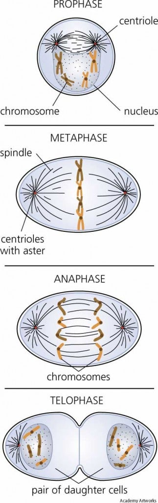 Mitosis_Cell_Division